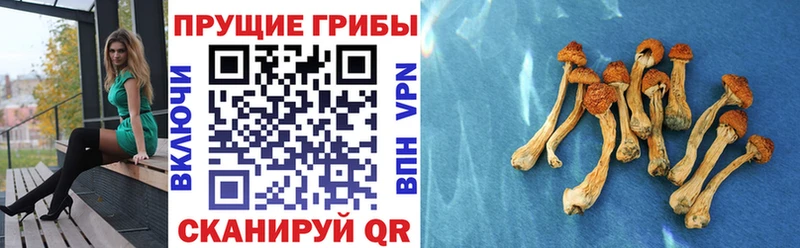 Галлюциногенные грибы MAGIC MUSHROOMS  Псков 