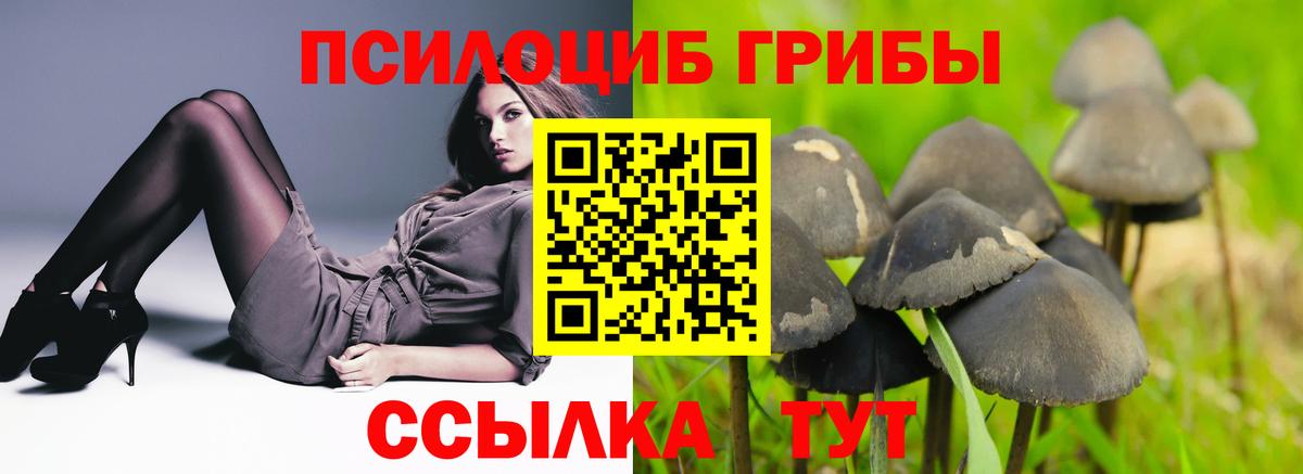 Псилоцибиновые грибы Cubensis Псков